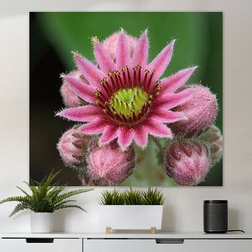 Huislook, een vetplantje met feestelijke bloemen
