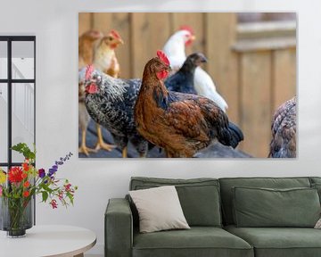 Domestic fowl