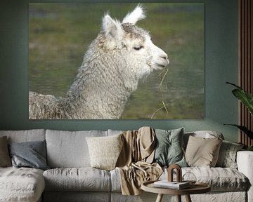 Een ondeugende Alpaca van Roebie's-Fotografie