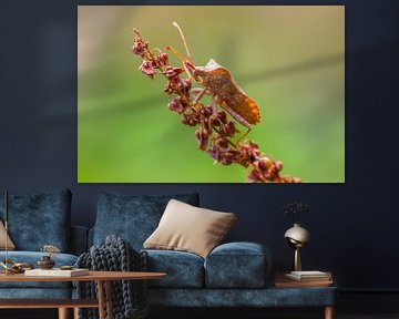 Brown bug sitting on a dried up plant by Mario Plechaty Photography