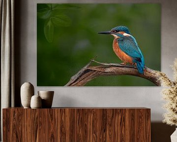 Kingfisher on log with green background by Leon Brouwer