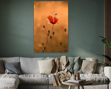 Mohn mit Fliege von Moetwil en van Dijk - Fotografie