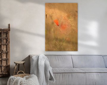 Mohn im Abendlicht von Moetwil en van Dijk - Fotografie