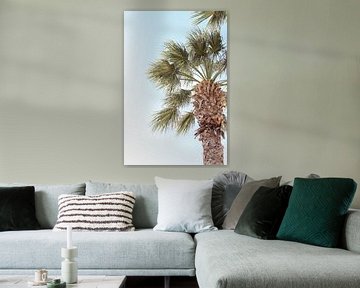 Palm Tree by Levfotografie