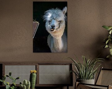 Funny white alpaca or llama in his stable by Fotos by Jan Wehnert