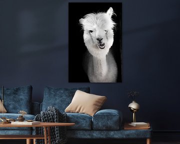 Drôle d'alpaga ou de lama blanc dans son étable sur Fotos by Jan Wehnert