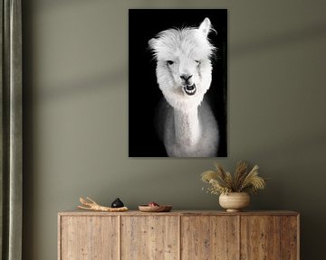 Grappige witte alpaca of lama in zijn stal