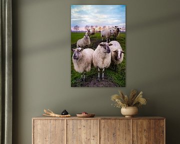 schapen familie van P Hogeveen