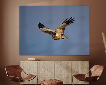 marsh harrier