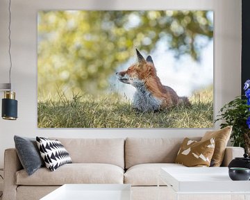 Dreamy fox by Steffie van der Putten