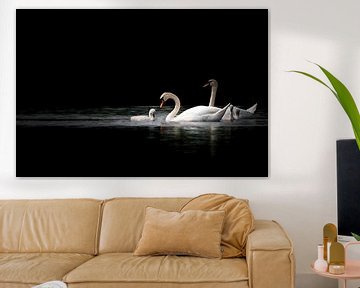 Een zwaan met baby op een zwarte achtergrond van SonjaFoersterPhotography