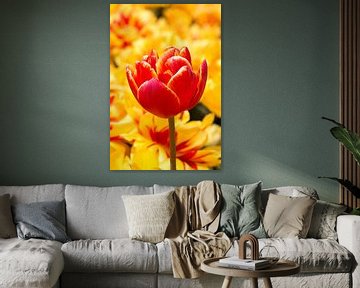 a graceful tulip in red and yellow by W J Kok