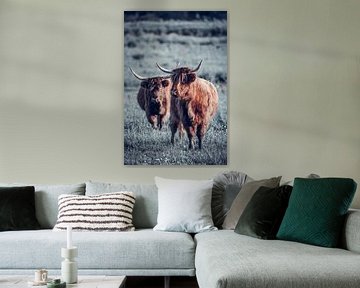 Twee schotse hooglanders