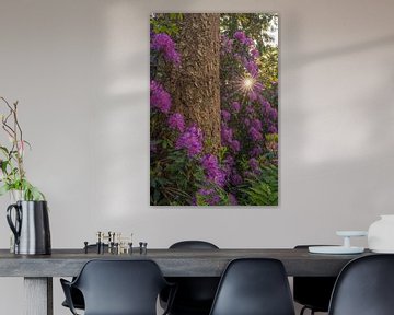 Flowering rhododendrons in the forest by Moetwil en van Dijk - Fotografie