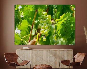 Gele wijn voor de oogst in de herfst van Animaflora PicsStock