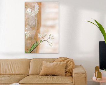 Takje met witte bloemen voor een pastel-kleurige muur van Marika Huisman⎪reis- en natuurfotograaf