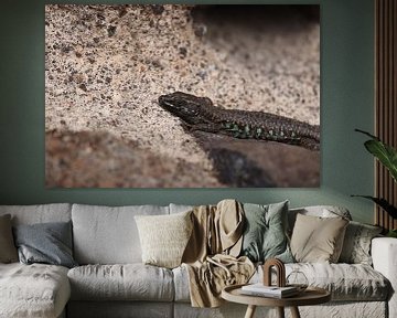 atlantic lizard by Joost Vorstman