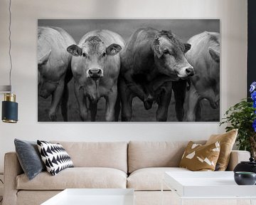 Kühe schwarz-weiß Fotografie von Joëlle Pekaar