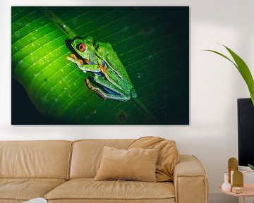 Mating Frogs in the Jungle of Costa Rica by Dennis Langendoen