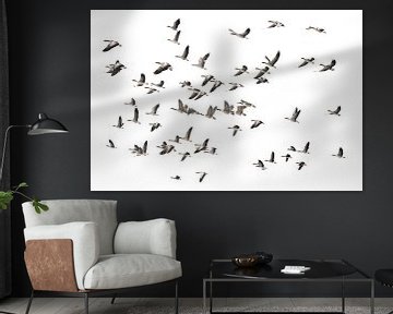 Migration des oiseaux sur Hans Hordijk
