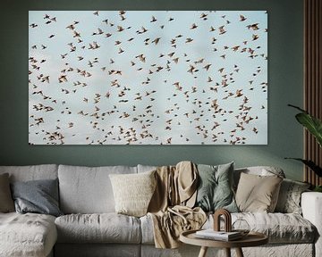 Zwerm vogels van Yanuschka Fotografie | Noordwijk