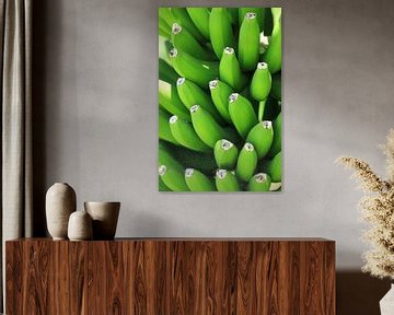 Bananen vers aan de boom van Photo Pim