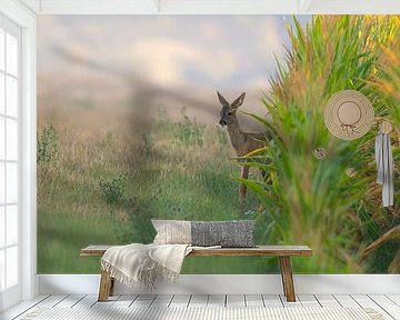 Jonge reebok kijkt uit op een maïsveld