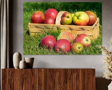 Mand met vers geoogste appels van Animaflora PicsStock