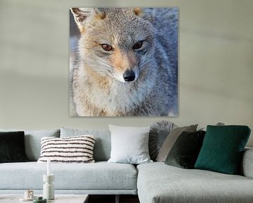 Portrait of a Patagonian Fox by Lennart Verheuvel