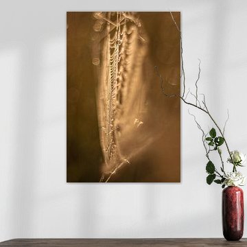 Tautropfen im Spinnennetz