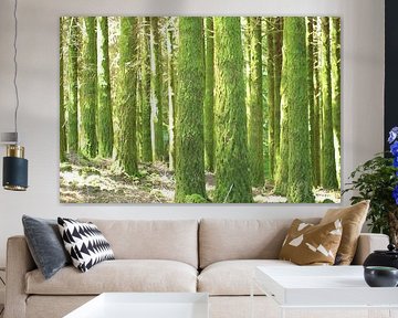 Forest with moss