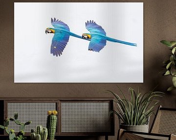 A pair of Blue-and-yellow macaws with a view of the upper wings by Lennart Verheuvel