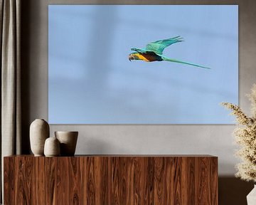 Curious Blue-throated macaw by Lennart Verheuvel