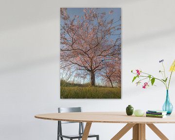 Prunus boom van Moetwil en van Dijk - Fotografie