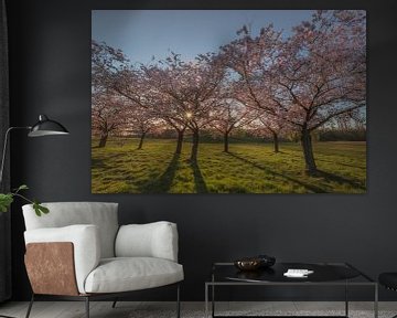 Blühende Prunusbäume im Abendlicht von Moetwil en van Dijk - Fotografie