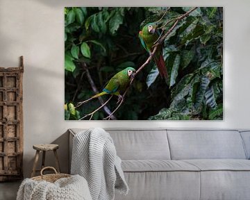 A pair of Chestnut-fronted Macaws