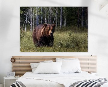 Bear sticks out tongue in Finland to camera by Miranda Kimenai-Beerens