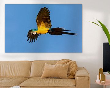 Blue-and-yellow Macaw in flight