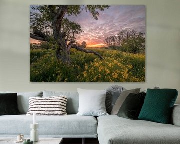 Arbre mystérieux sur Moetwil en van Dijk - Fotografie