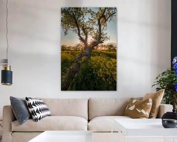 Lever de soleil sur un vieil arbre fantaisiste au milieu des colzas sur Moetwil en van Dijk - Fotografie