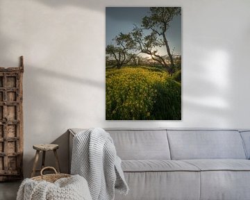 Grillige fruitbomen tussen koolzaad van Moetwil en van Dijk - Fotografie