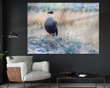 Southern Caracara sitting by Lennart Verheuvel