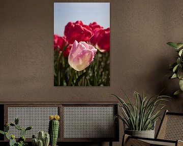 eine rosa Tulpe unter roten Tulpen von W J Kok