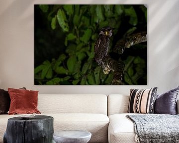 Barred Eagle Owl on the hunt by Lennart Verheuvel