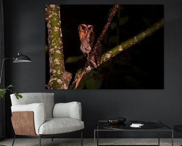Brown Wood Owl by Lennart Verheuvel