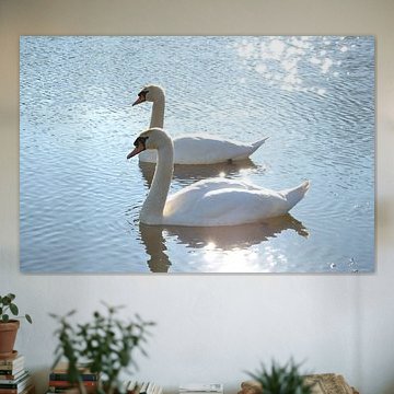 Des cygnes blancs sous un soleil radieux.