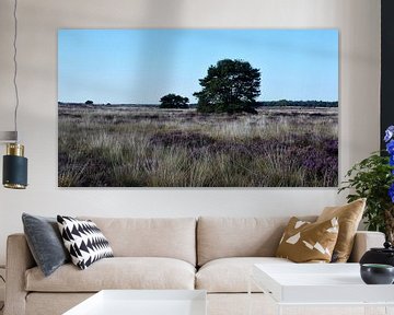 Gras, paarse heide en 2 Grove dennen