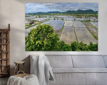 Thai rice fields during the planting season by Joran Quinten