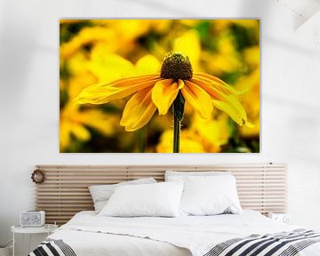 Bloeiende coneflower van Dieter Walther