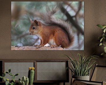 Rostiges Eichhörnchen im Baum von Amoz van Pruijssen